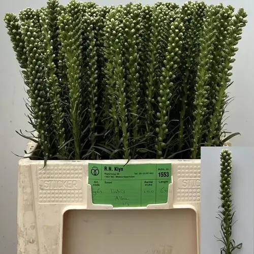Liatris weiss Alba 60cm