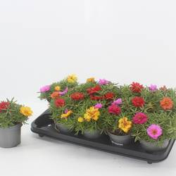 Portulaca mix im Topf T12 H015