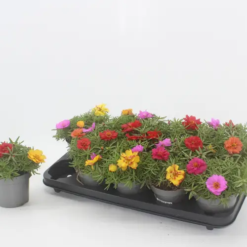 Portulaca mix im Topf T12 H015
