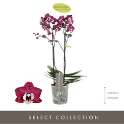 Phal.2-R dunkel rosa Yuka Exclusivo T12 H45