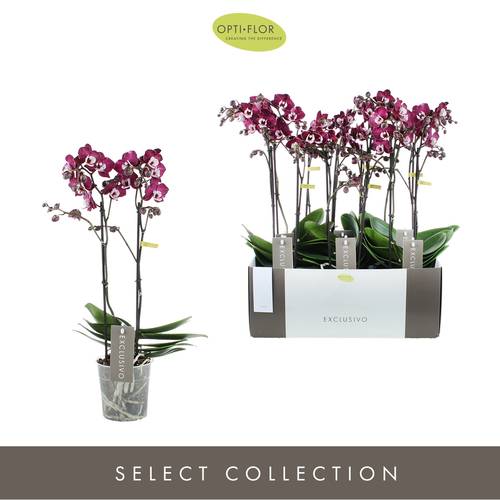 Phal.2-R dunkel rosa Yuka Exclusivo T12 H45