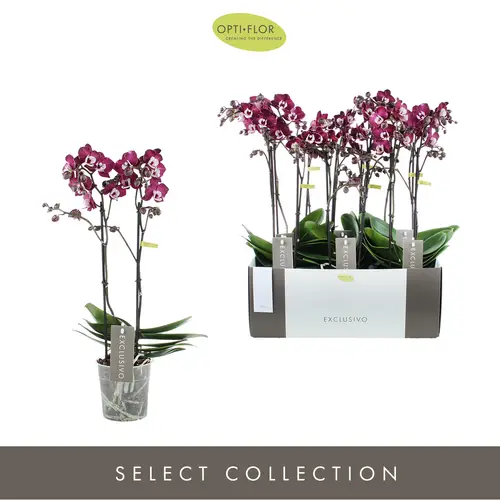 Phal.2-R dunkel rosa Yuka Exclusivo T12 H45