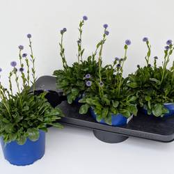 Globularia blau Cordifolia T17 H040