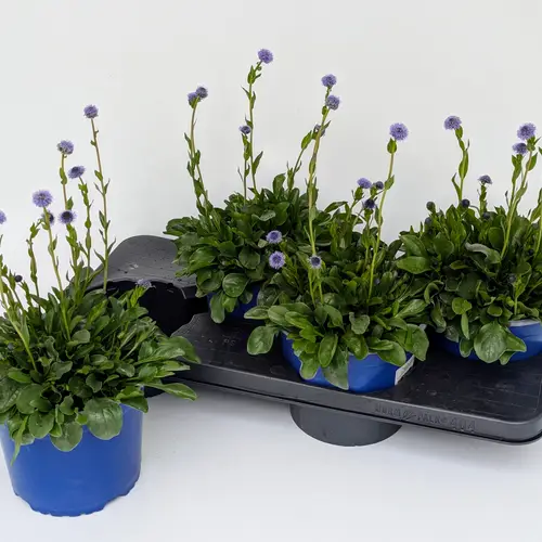 Globularia blau Cordifolia T17 H040