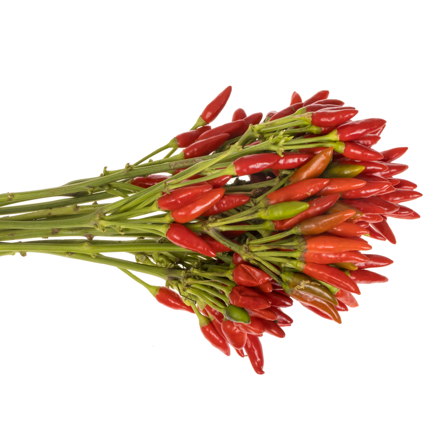 Zierpfeffer rot Fire 40cm