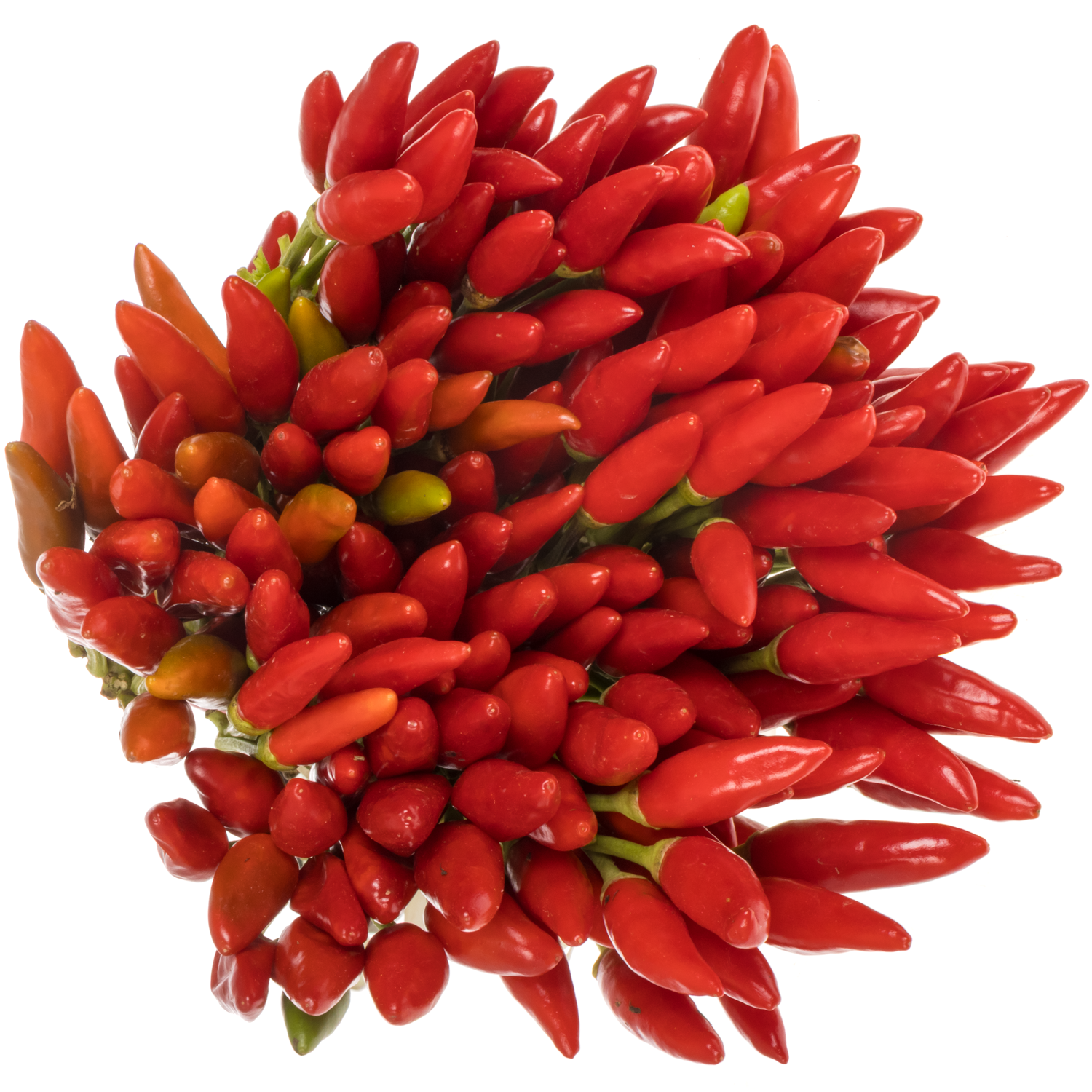 Zierpfeffer rot Fire 40cm