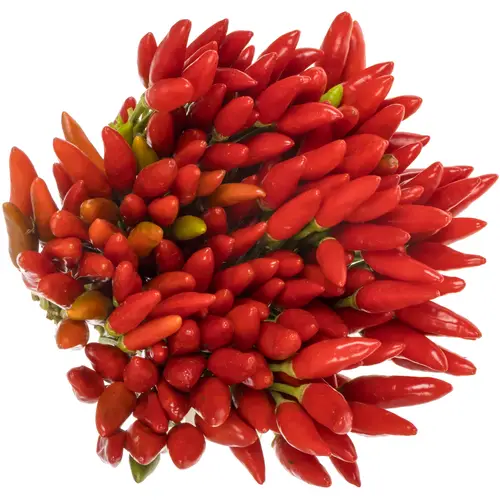 Zierpfeffer rot Fire 40cm