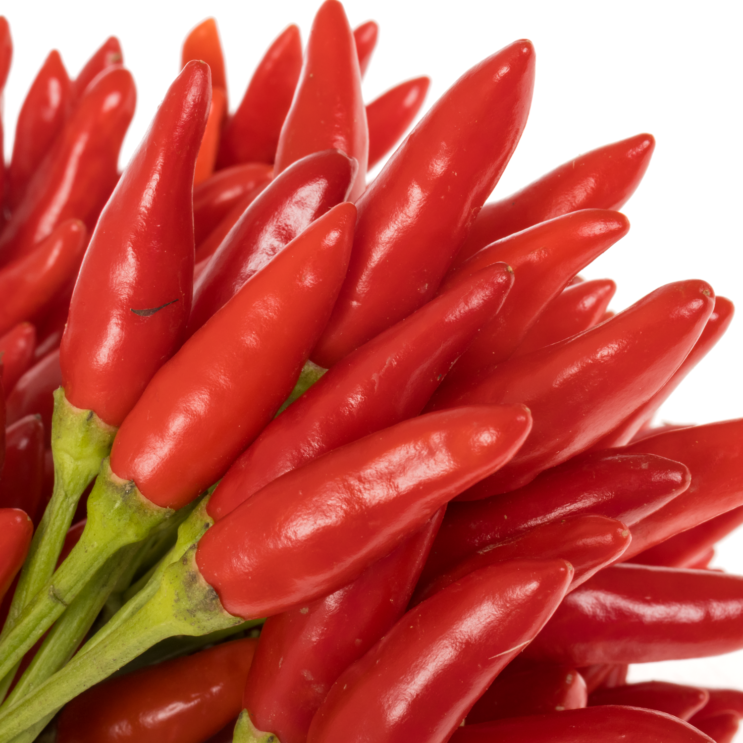 Zierpfeffer rot Fire 40cm