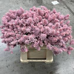 Distel hell rosa Supernova Questar gefärbt 60cm