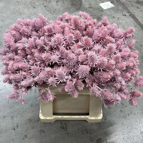 Distel hell rosa Supernova Questar gefärbt 60cm