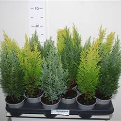 Coniferen mix Schnäpch. Von Uhr T10,5 H038