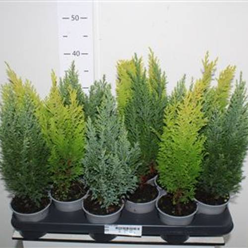 Coniferen mix Schnäpch. Von Uhr T10,5 H038