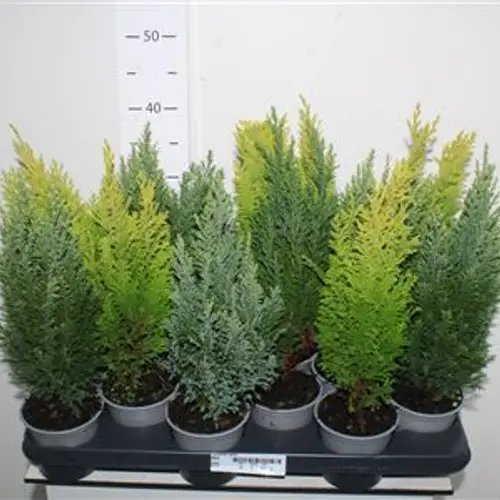 Coniferen mix Schnäpch. Von Uhr T10,5 H038