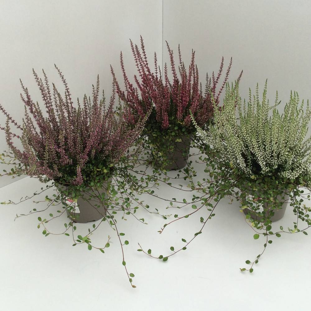 Calluna GG mit Mühlenbeckia T13 H027