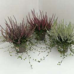 Calluna GG mit Mühlenbeckia T13 H027