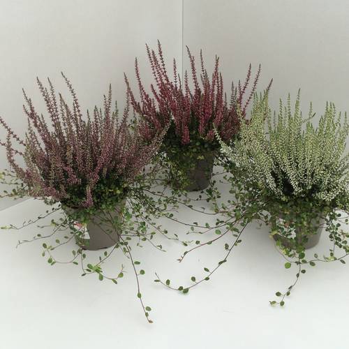 Calluna GG mit Mühlenbeckia T13 H027