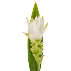 Curcuma weiss Siam Shine 60cm