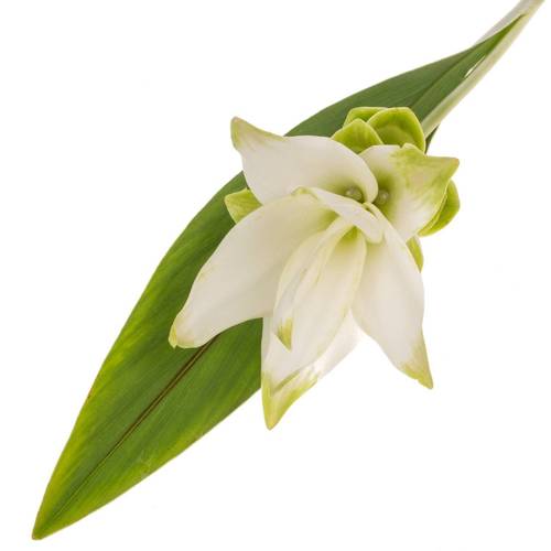 Curcuma weiss Siam Shine 60cm