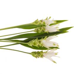 Curcuma weiss Siam Shine 60cm