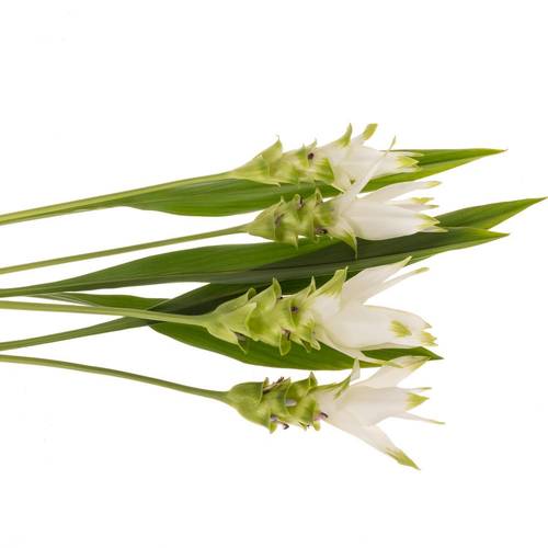 Curcuma weiss Siam Shine 60cm