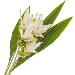 Curcuma weiss Siam Shine 60cm
