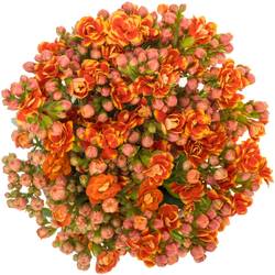 Kalanchoe orange Flaming 40cm