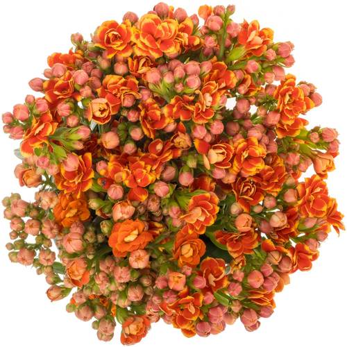 Kalanchoe orange Flaming 40cm