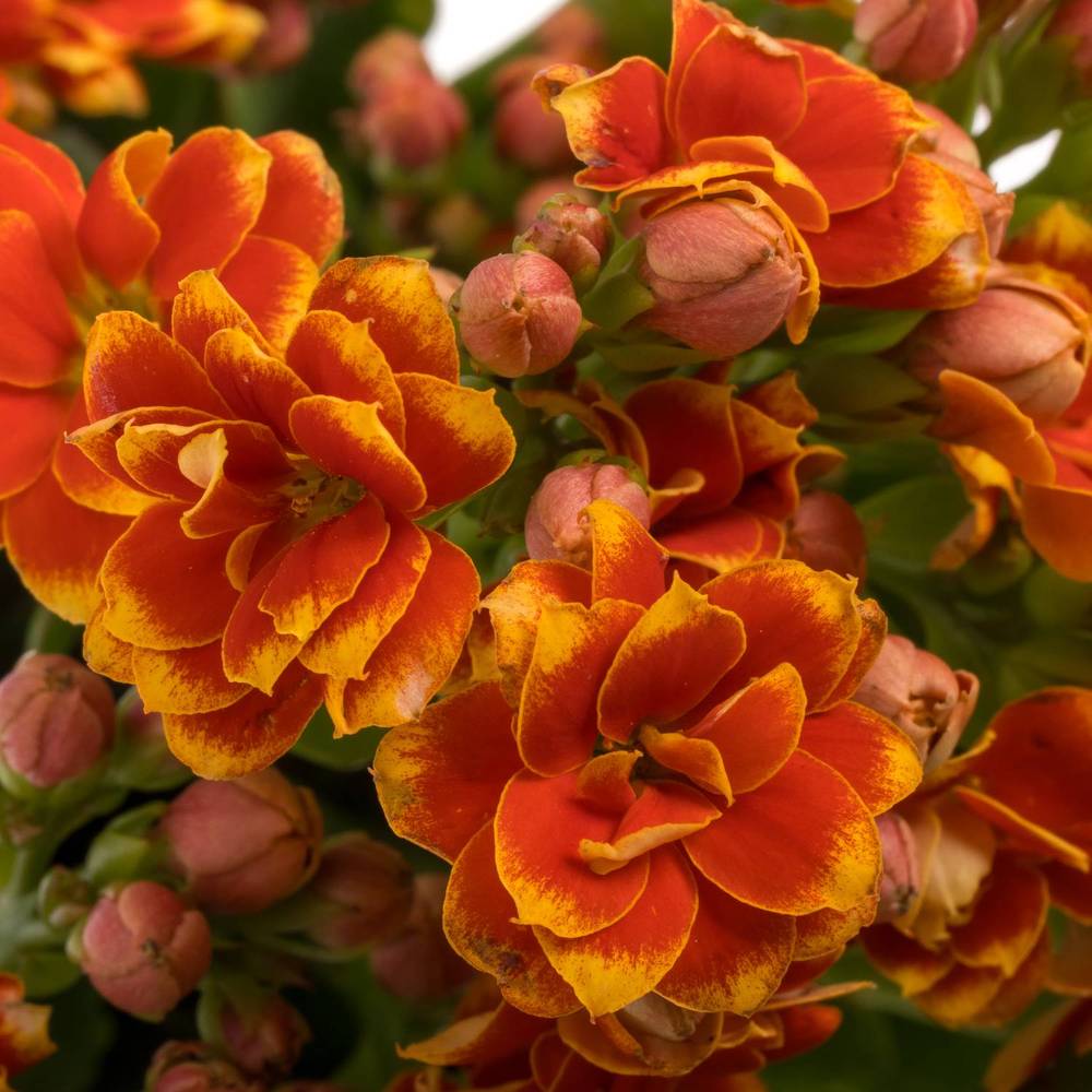 Kalanchoe orange Flaming 40cm