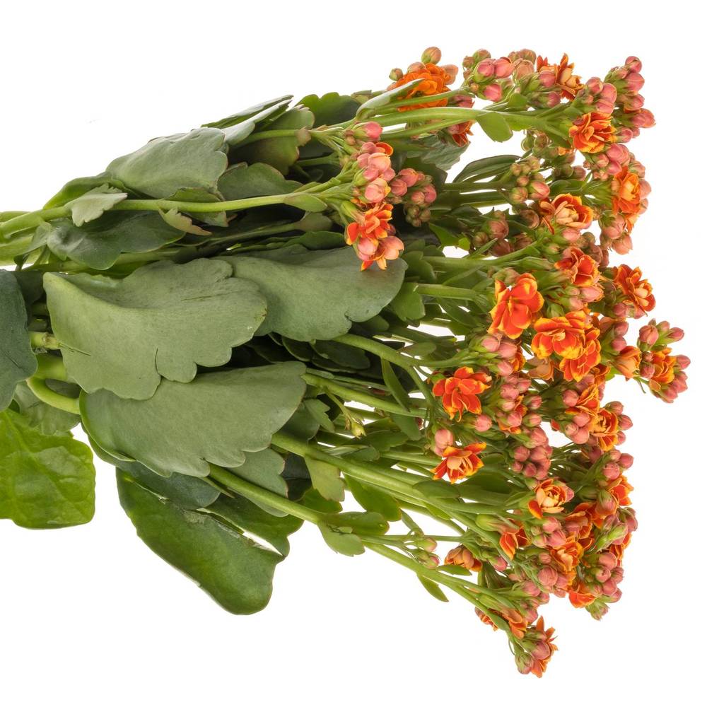 Kalanchoe orange Flaming 40cm