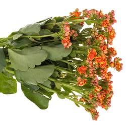 Kalanchoe orange Flaming 40cm