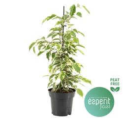 Ficus Samantha Schnäpch.Von Uhr T14 H040