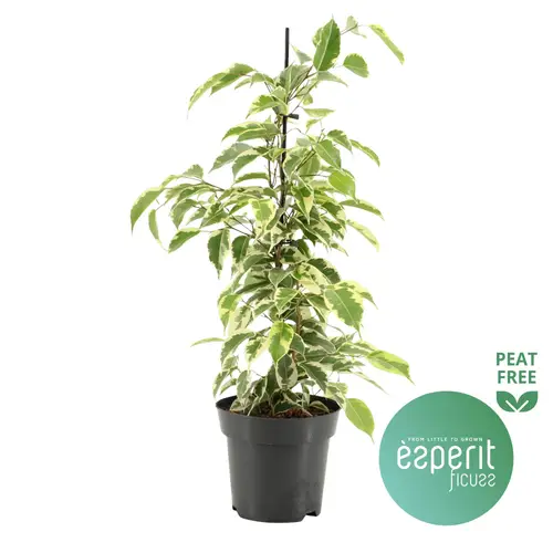 Ficus Samantha Schnäpch.Von Uhr T14 H040