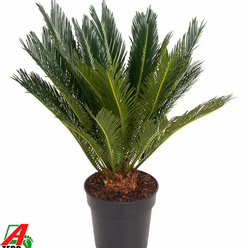 Cycas Revoluta T21 H70