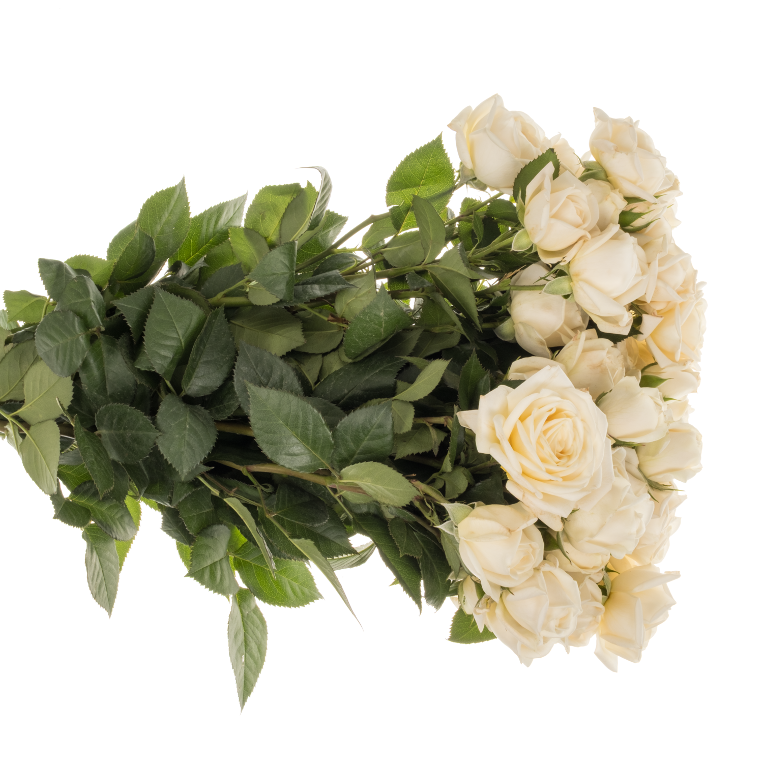 Rose verzweigt creme Snow Ballet 50cm