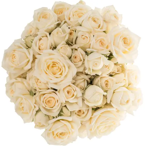 Rose verzweigt creme Snow Ballet 50cm
