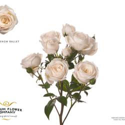 Rose verzweigt creme Snow Ballet 50cm