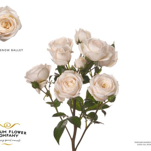 Rose verzweigt creme Snow Ballet 50cm