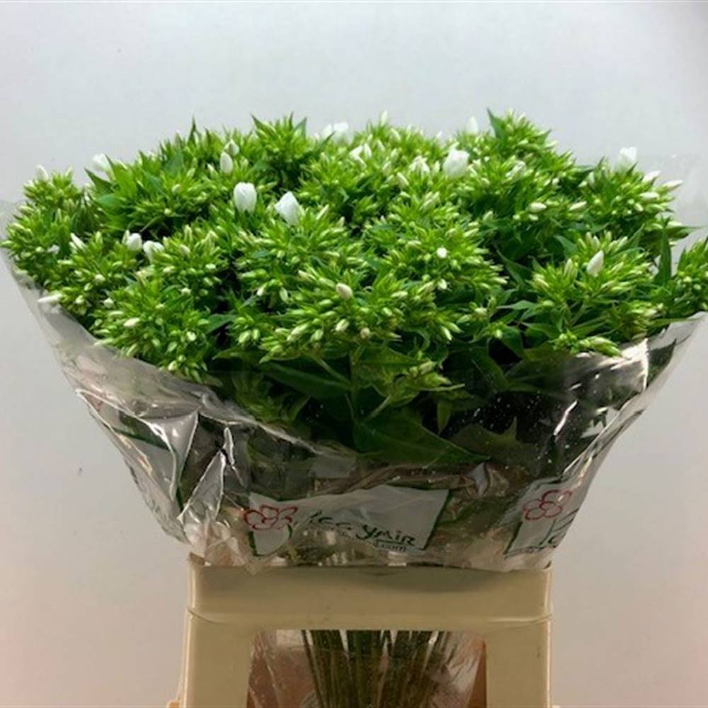 Phlox weiss Whitecap 65cm x50