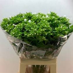 Phlox weiss Whitecap 65cm x50