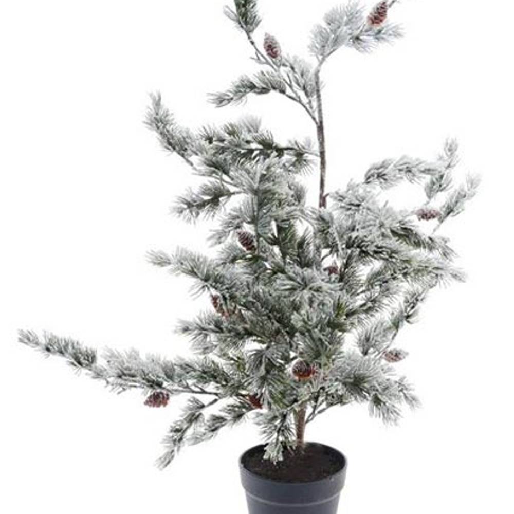Baum Zeder D50cm H90cm