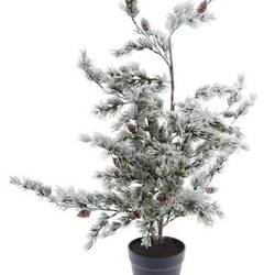 Baum Zeder D50cm H90cm