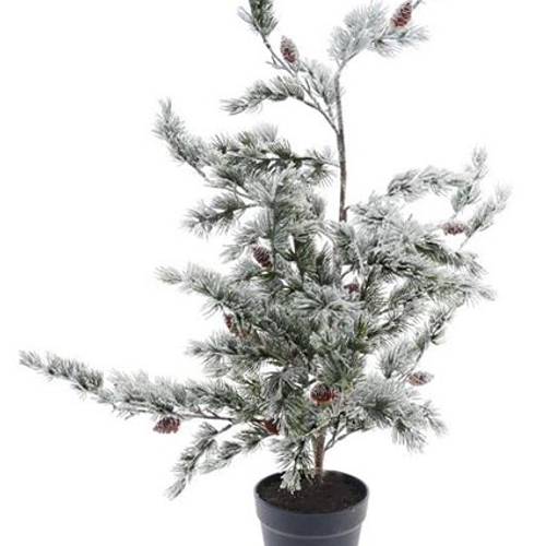 Baum Zeder D50cm H90cm