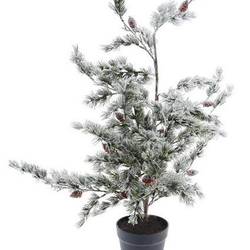 Baum Zeder D50cm H90cm
