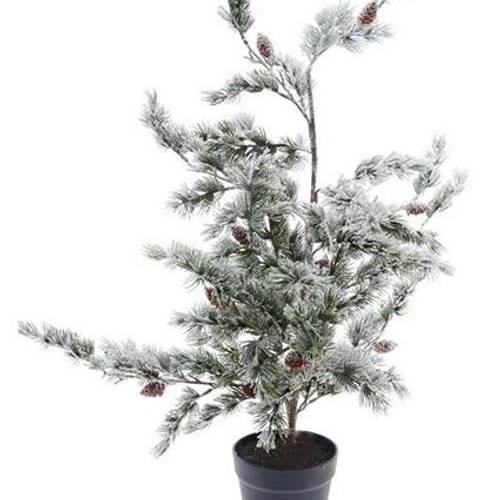 Baum Zeder D50cm H90cm
