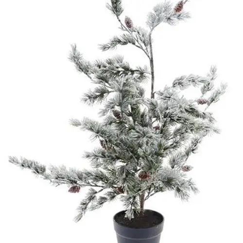Baum Zeder D50cm H90cm