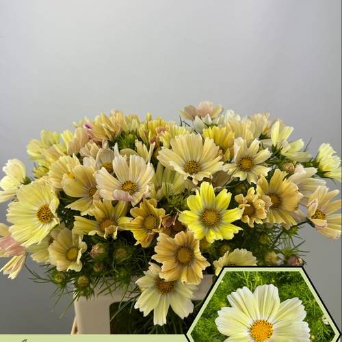 Cosmos hell gelb Cosmos bipinnatus 60cm