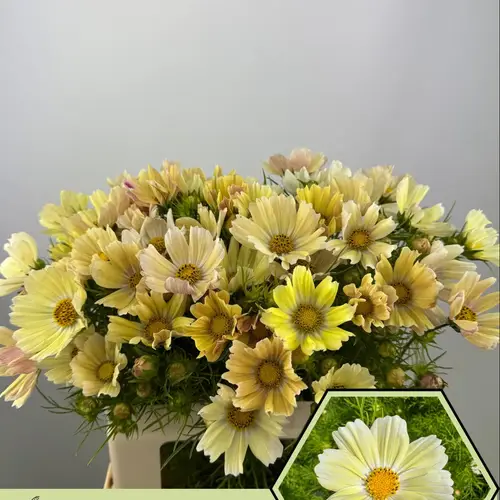 Cosmos hell gelb Cosmos bipinnatus 60cm