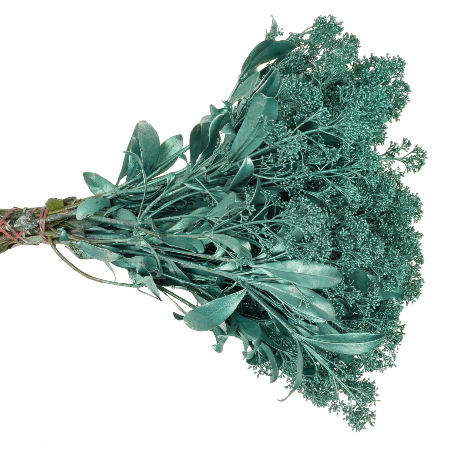 Skimmia türkis emerald gefärbt 45cm