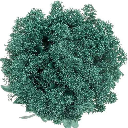 Skimmia türkis emerald gefärbt 45cm