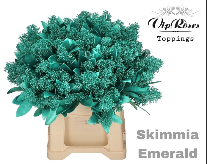 Skimmia türkis emerald gefärbt 45cm